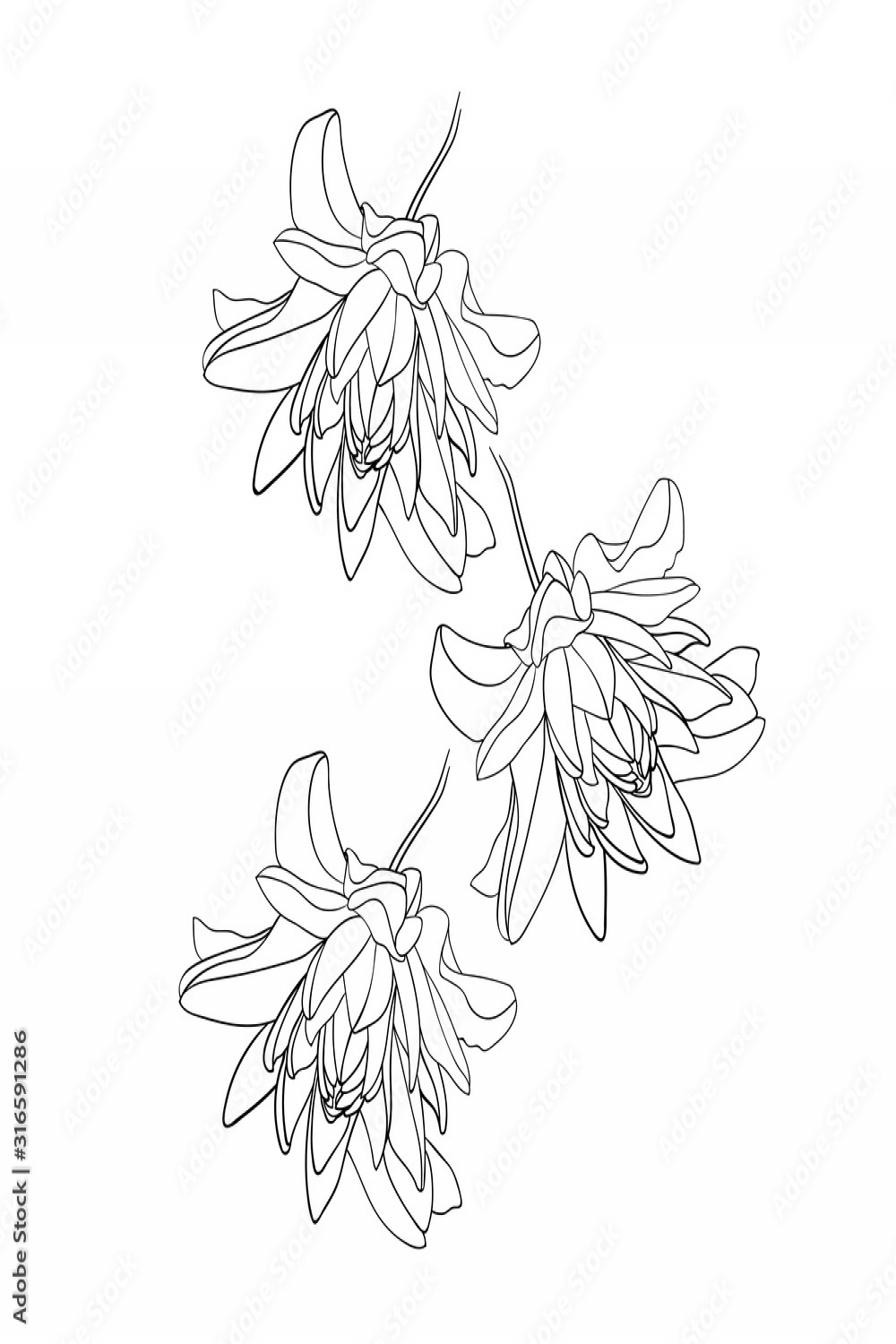 Set Flowers, Set of  flowers Lily, Flower lily sketch, Flower