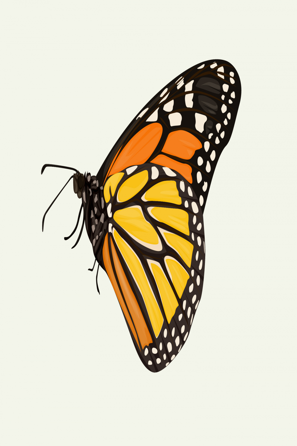 Side view of orange and yellow butterfly, hand drawing