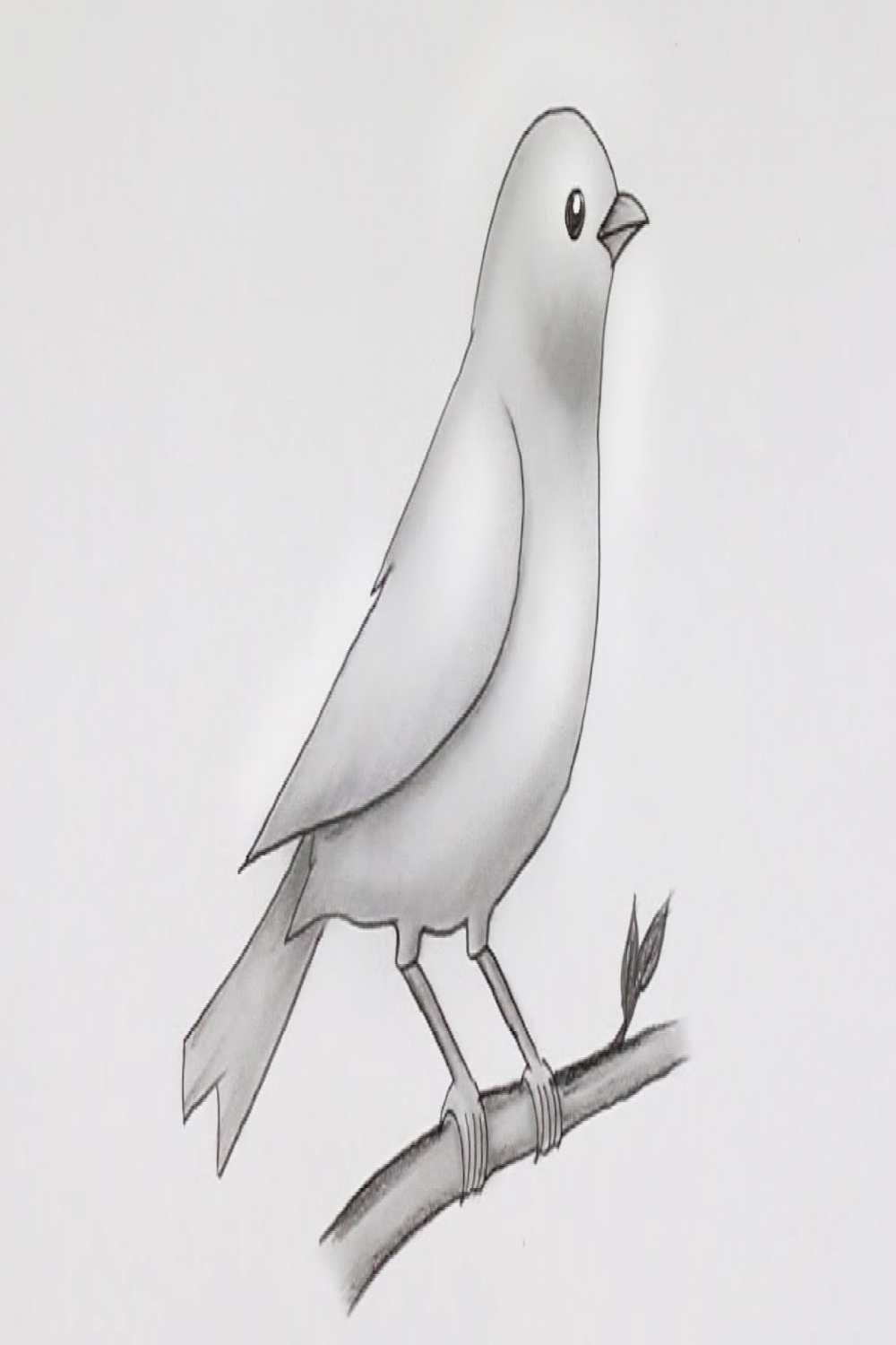 Simple Bird Drawing  Easy Pencil Sketch and Shading #drawing