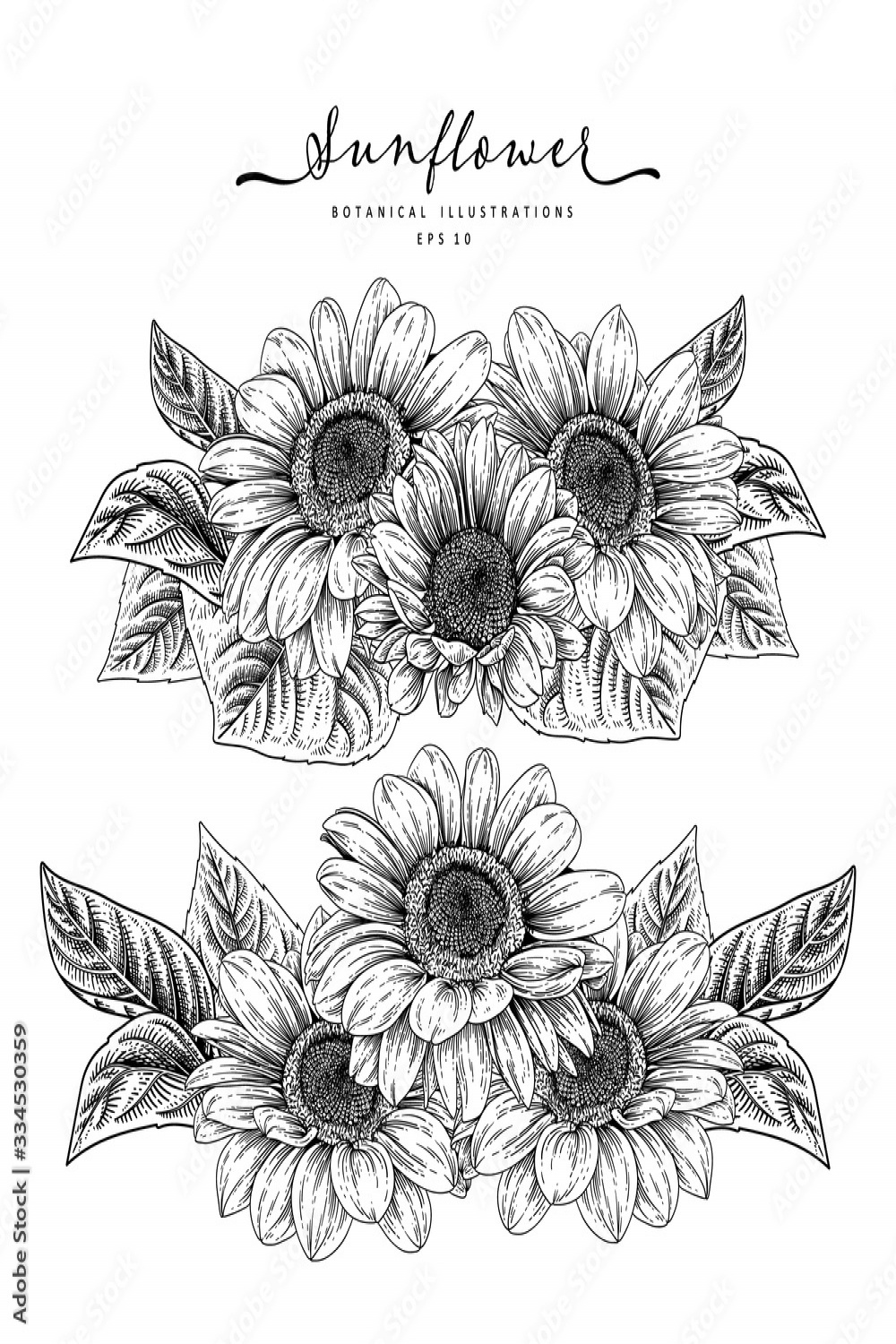 Sketch Floral decorative set. Sunflower drawings