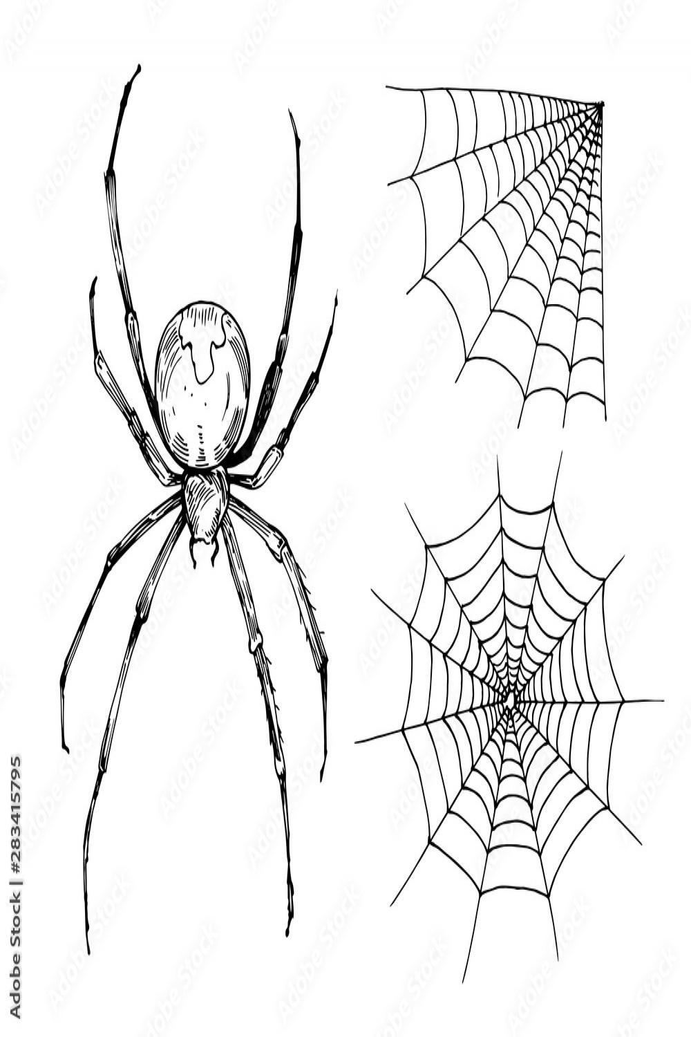 Sketch of spider web