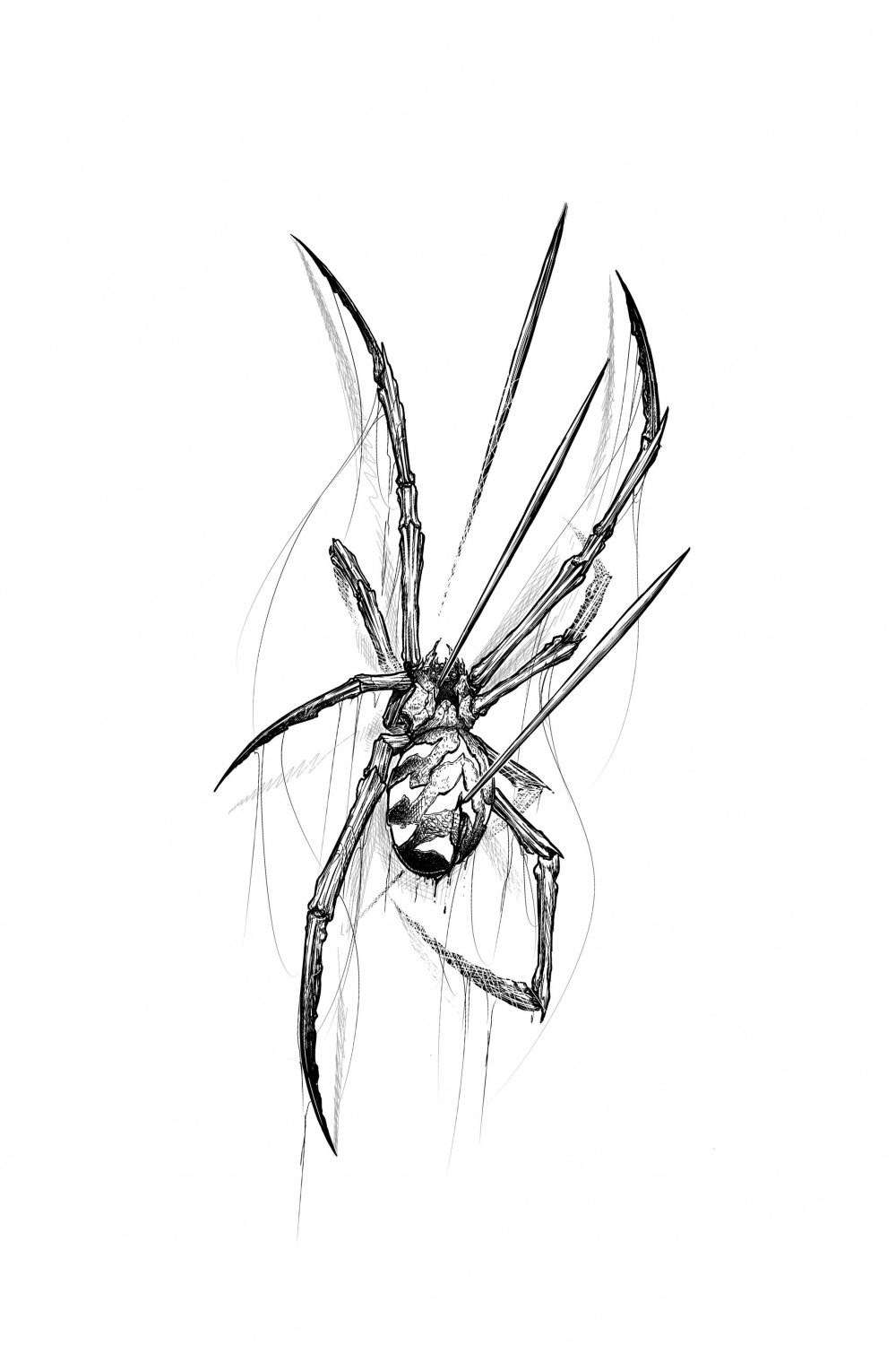 Spider sketch  Spider drawing, Spider tattoo, Spider art