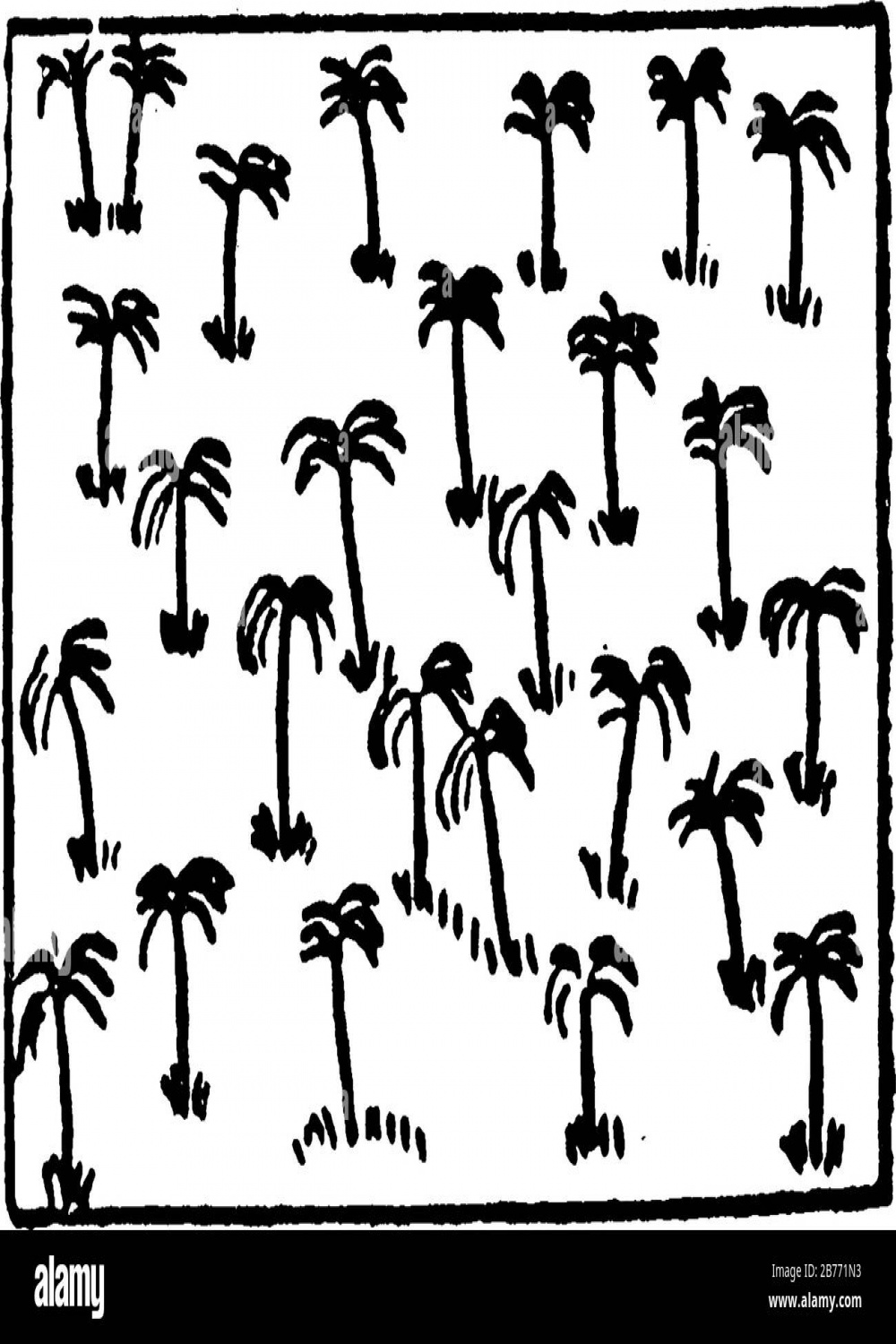 The typical representation of a palm tree on the topographical map