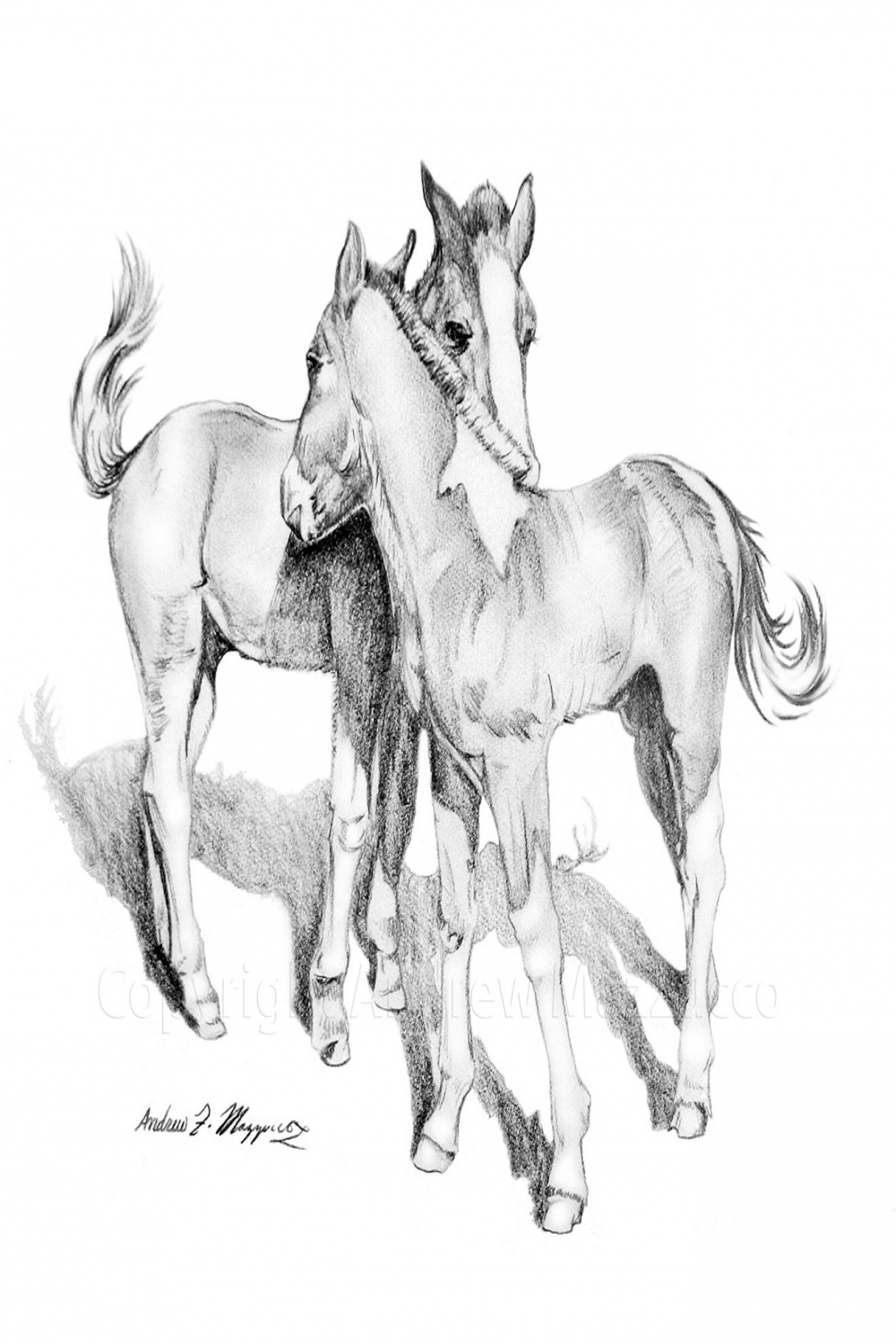 Two young horses Graphite Pencil drawing  Horse drawings, Animal