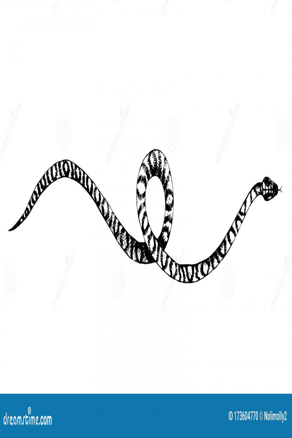 Vector Snakes Pencil Drawing, Vintage Style Graphic Black and