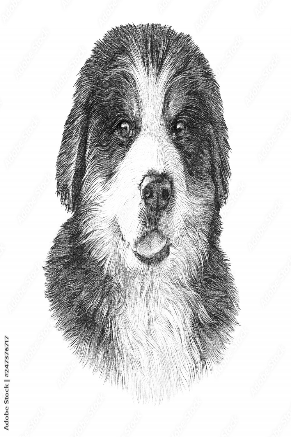 Vintage style sketch of Bernese Mountain Dog isolated on white