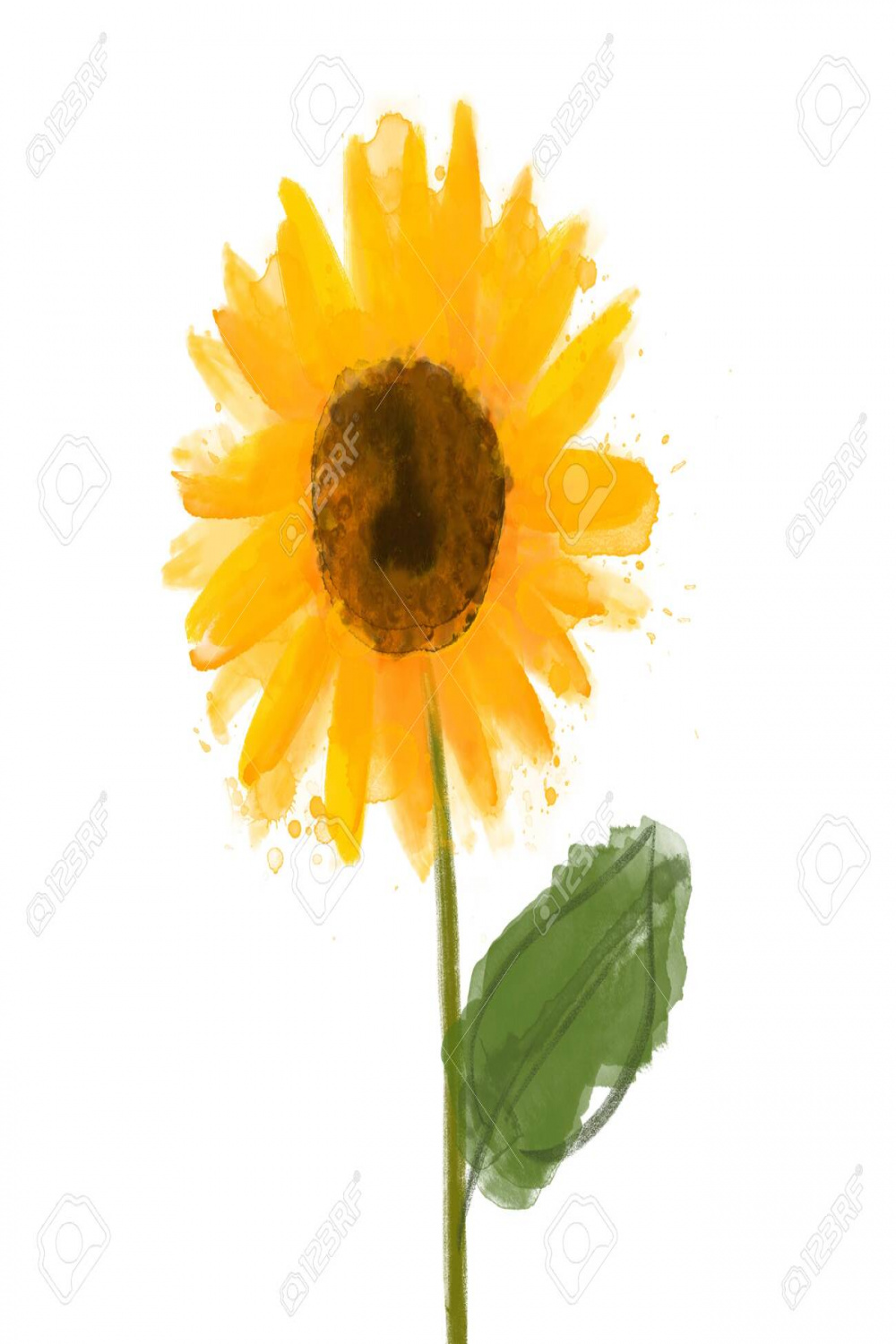 Watercolor Drawing Sunflower Isolated On White Stock Photo