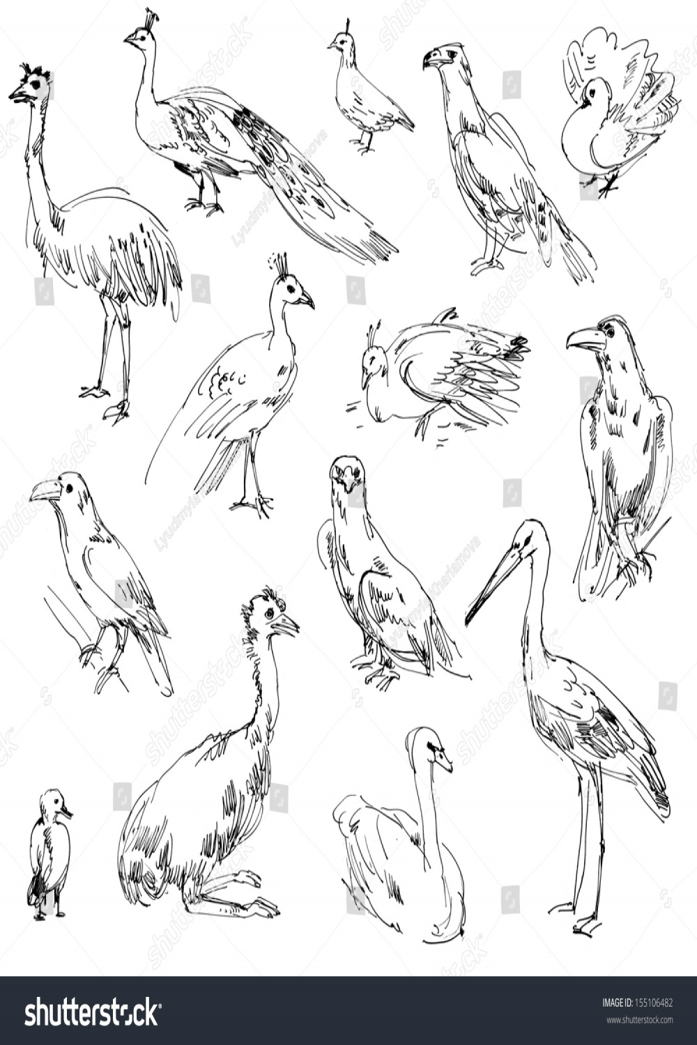 Wild Birds Zoo Set Handdrawn Stock Illustration