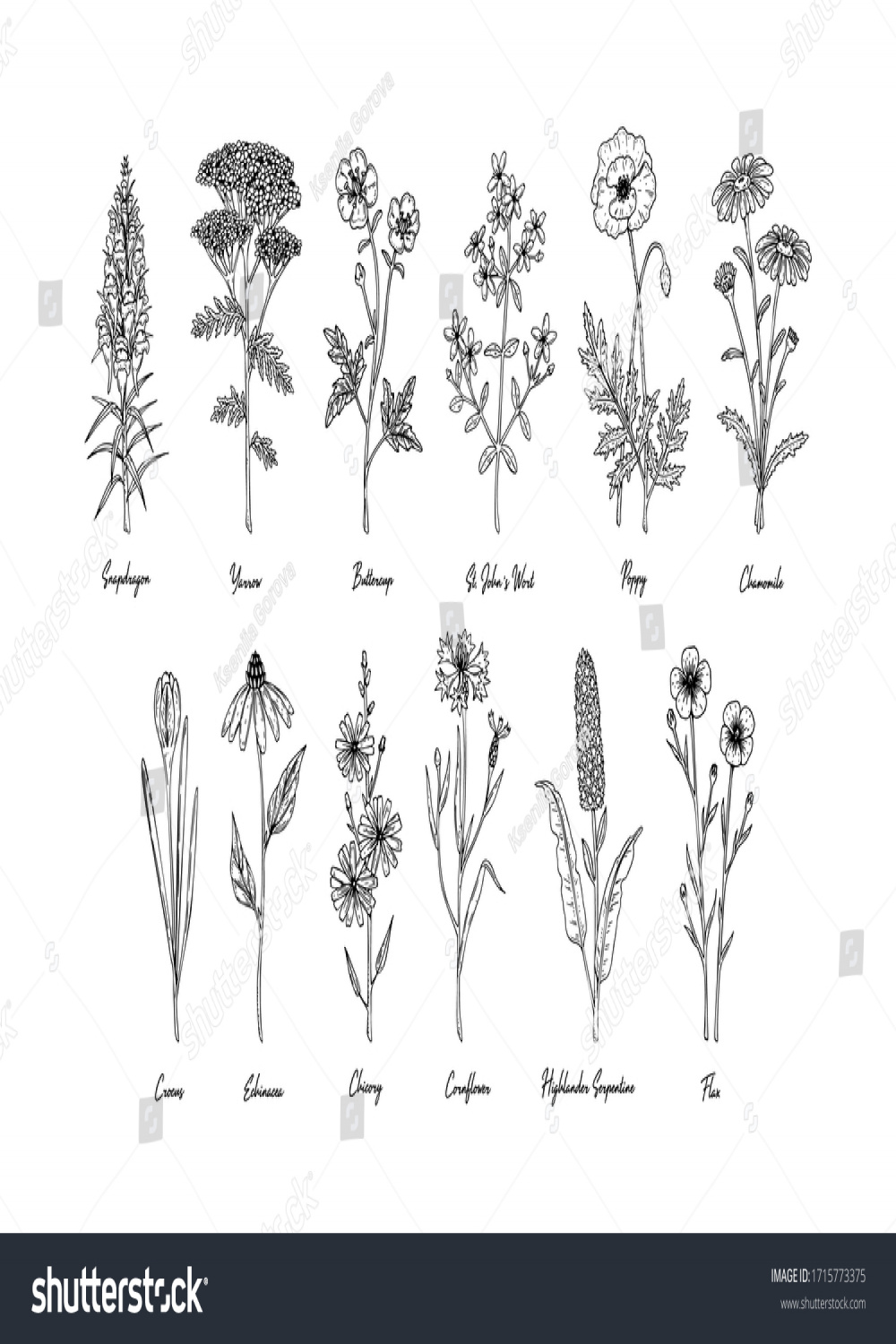 , Wild Flower Drawing Name Images, Stock Photos, D objects