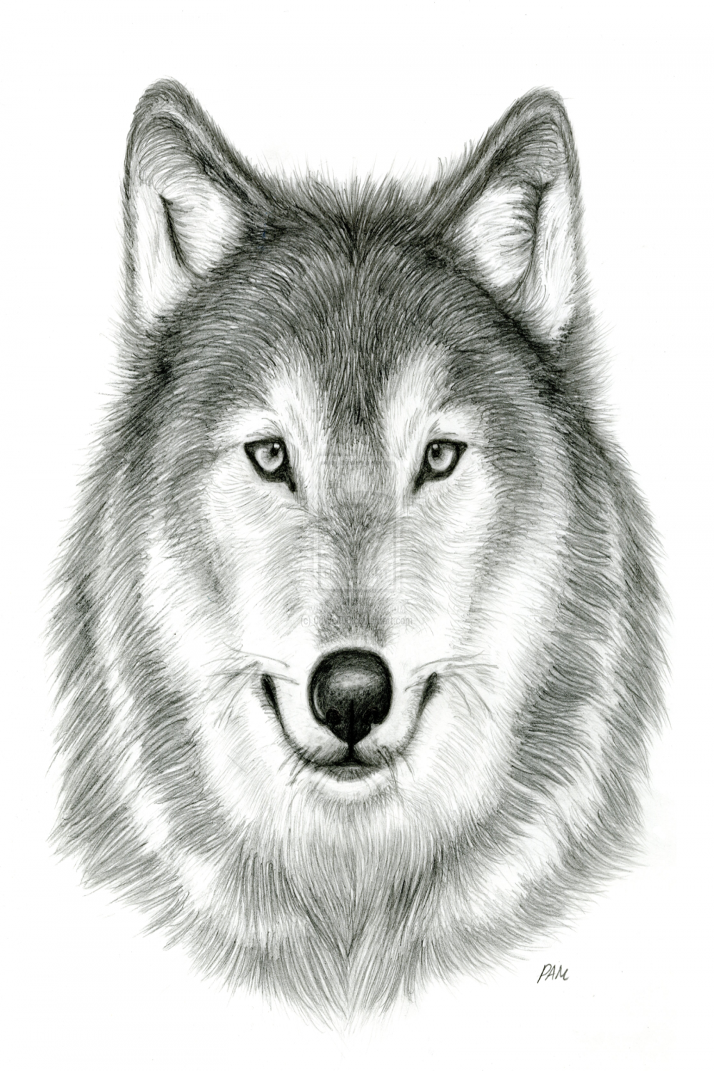 Wolf Head Drawings Realistic  Wolf face drawing, Wolf drawing