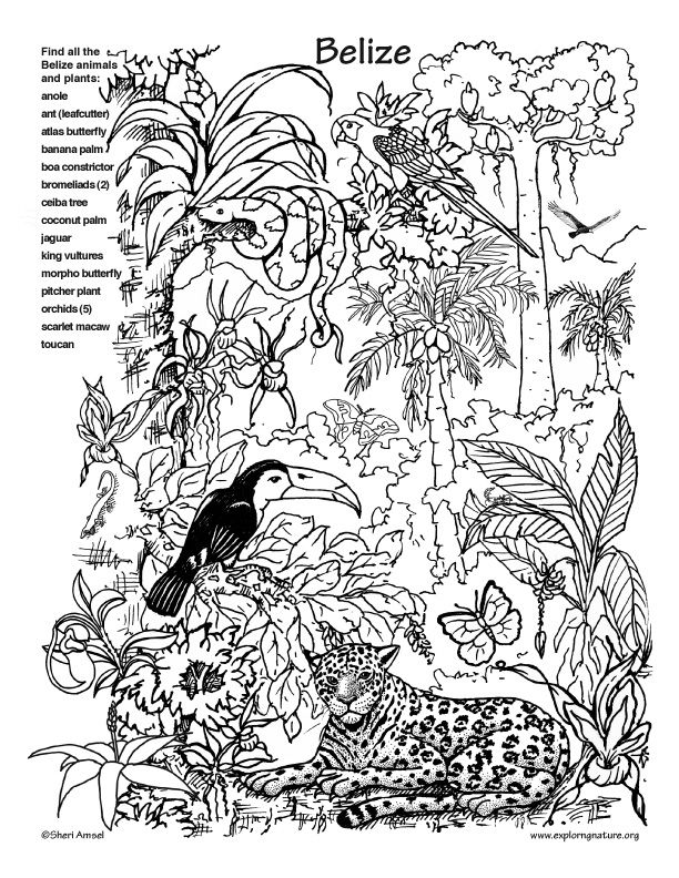 20 Easy Coloring Pages For Kids Nature