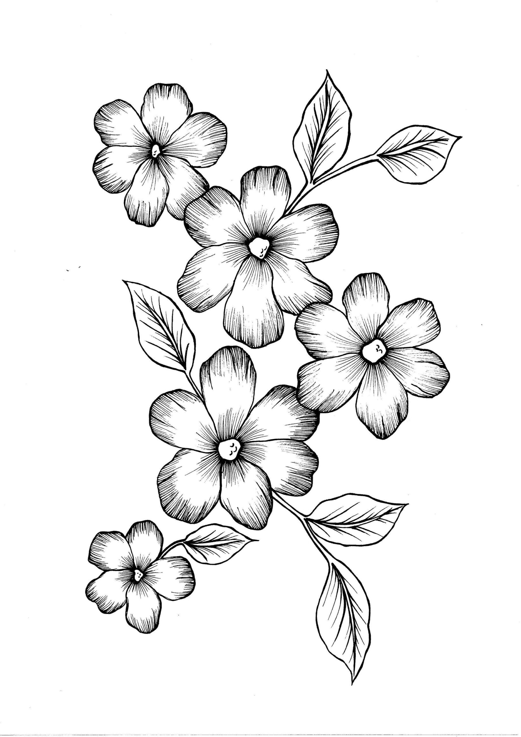 20 Real Flower Coloring Pages