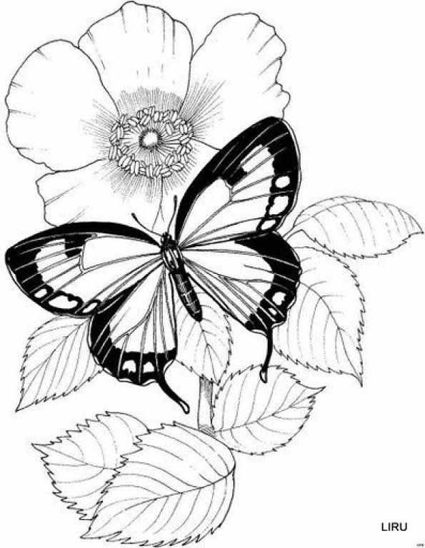 20 Real Flower Coloring Pages