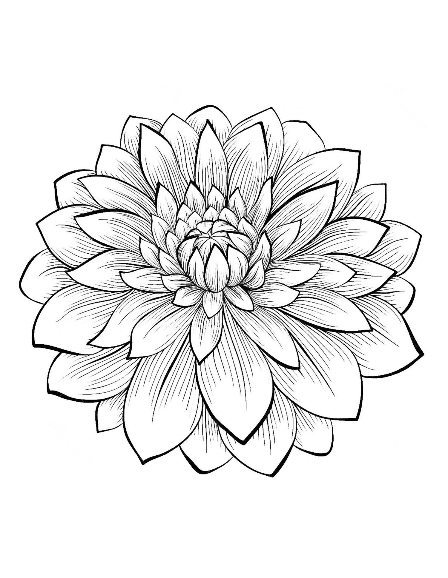 20 Real Flower Coloring Pages